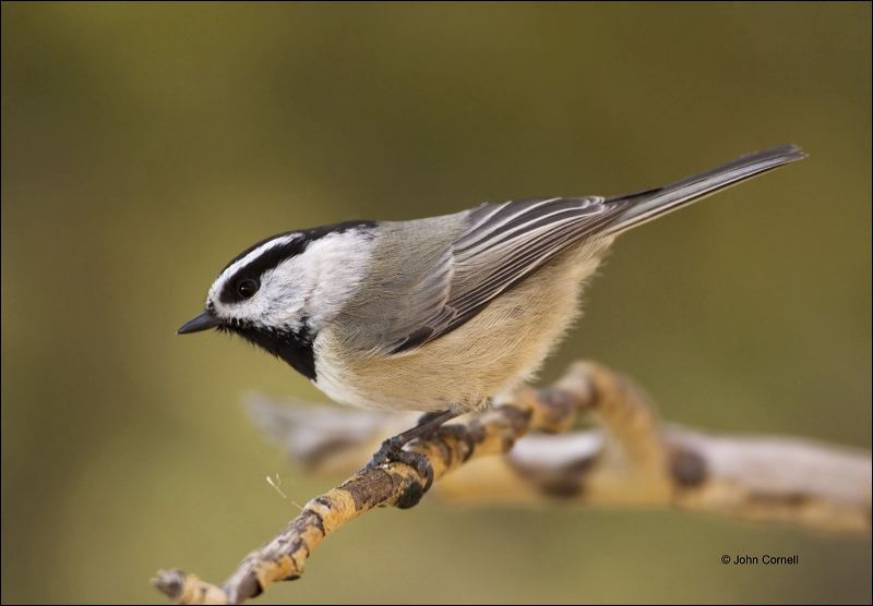 New Mexico;Southwest USA;Mountain Chickadee;Chickadee;Poecile gambeli;one animal;close-up;color image;nobody;photography;day;outdoors. Wildlife;birds;animals in the wild